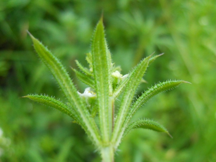 Galium aparine